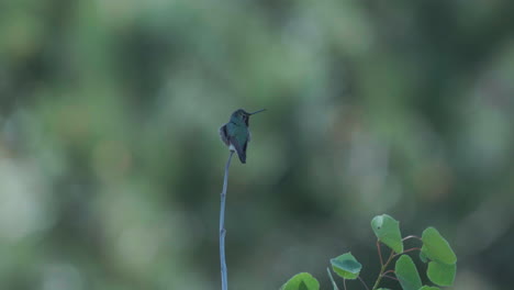 Colorado-Parte-Trasera-Colibrí-Rubí-Garganta-Rufo-Hermoso-Mañana-Cielo-Azul-Primavera-Verano-álamo-Temblón-Rama-Estados-Unidos-Hojas-Perennes-Vail-álamo-Temblón-Naturaleza-Vuelo-Cinematográfica-Camara-Lenta-Teleobjetivo-Zoom-De-Cerca