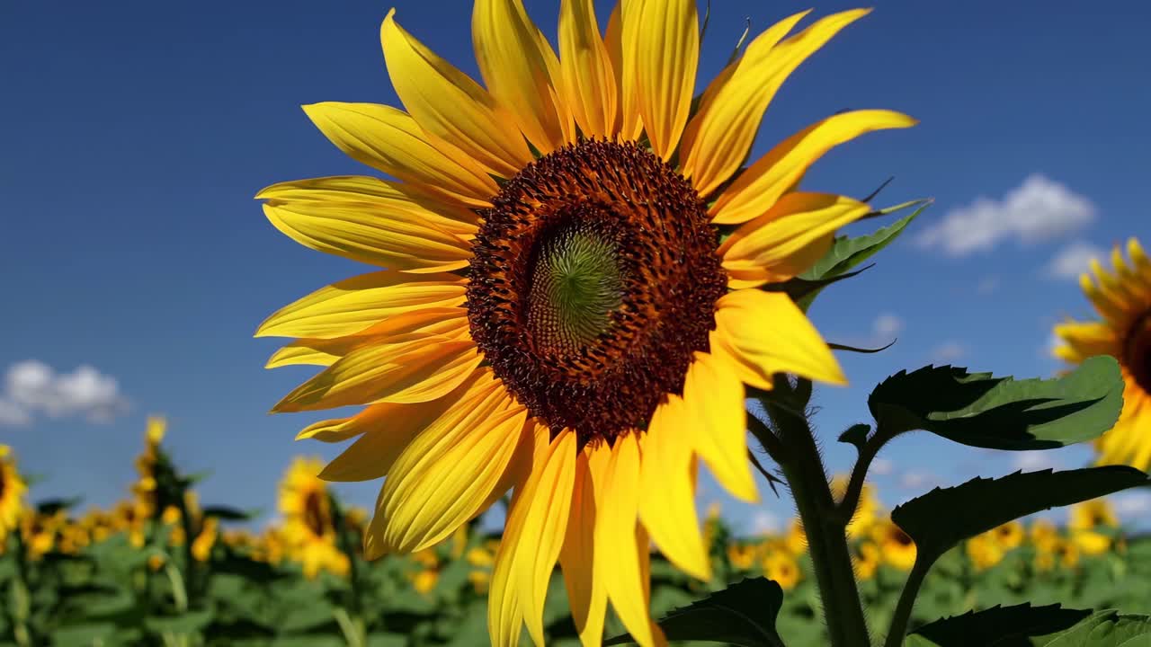 Video en primer plano de un girasol en un campo bajo un cielo azul claro, capturado desde un ángulo bajo.