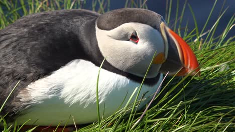 Bonito-Primer-Plano-De-Un-Lindo-Frailecillo-Posando-En-La-Costa-De-Islandia,-Cerca-De-Latrabjarg-7