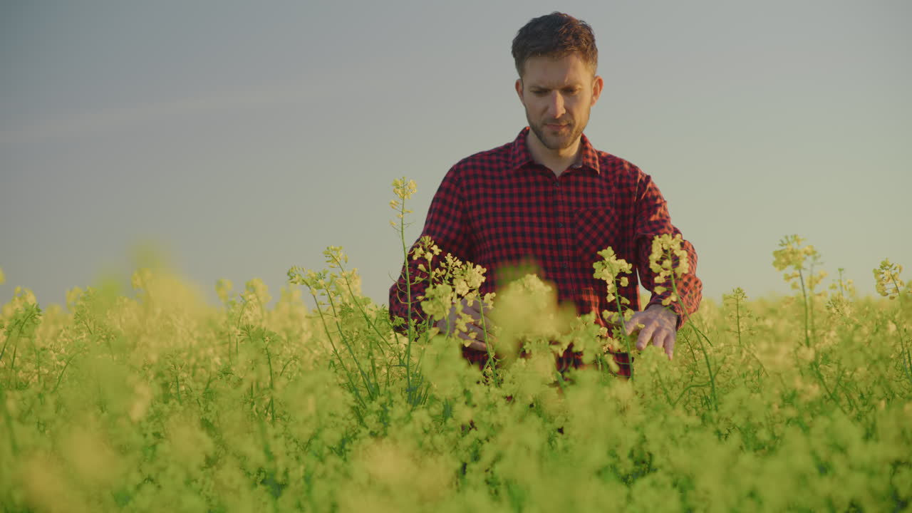 Farmer Inspects Canola Field for Diseases