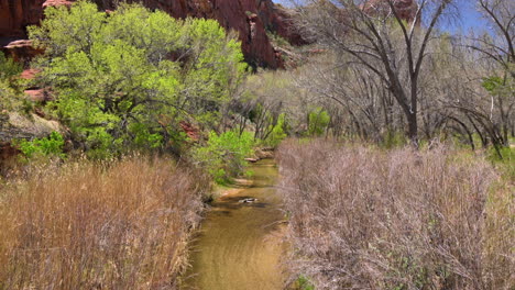 Paria-Canyon-River-Zwischen-Pappeln-Im-Süden-Von-Utah,-Vereinigte-Staaten