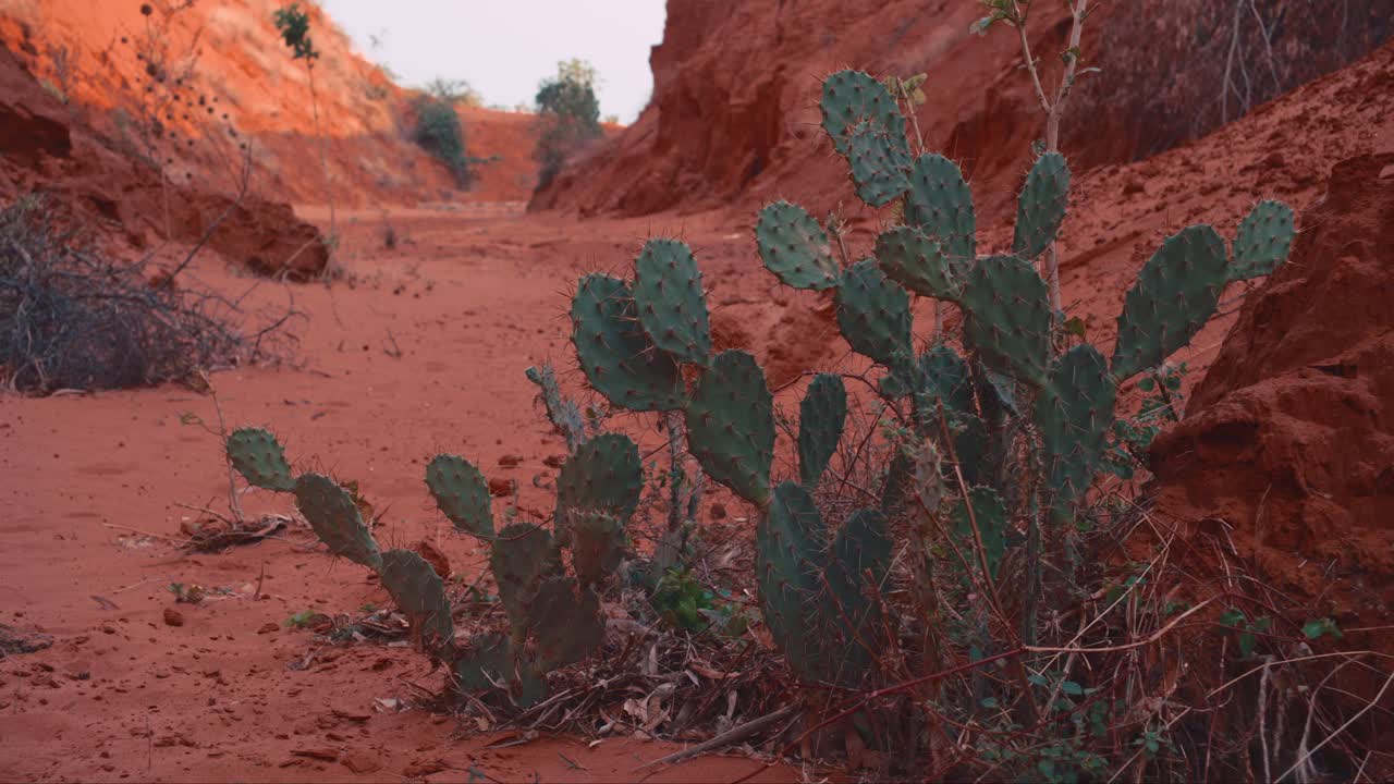plantas de cactus en el fondo de un cañón rojo
