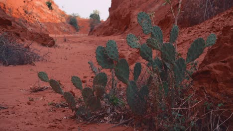 Cactues-plant-on-the-bottom-of-a-red-canyon