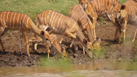 baby nyala antelope with young females, drink cautiously from mud pond