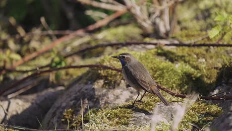 bluethroat bird remains quietly on the ground watching its surroundings looking for food