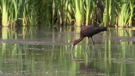 el largo pico curvo del ibis de cara blanca sonda el estanque poco profundo para la comida