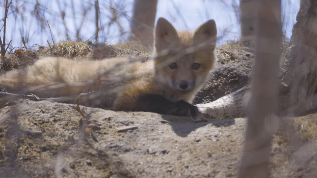A young fox kit rests on a sunlit hillside, watching its surroundings from the safety of the den