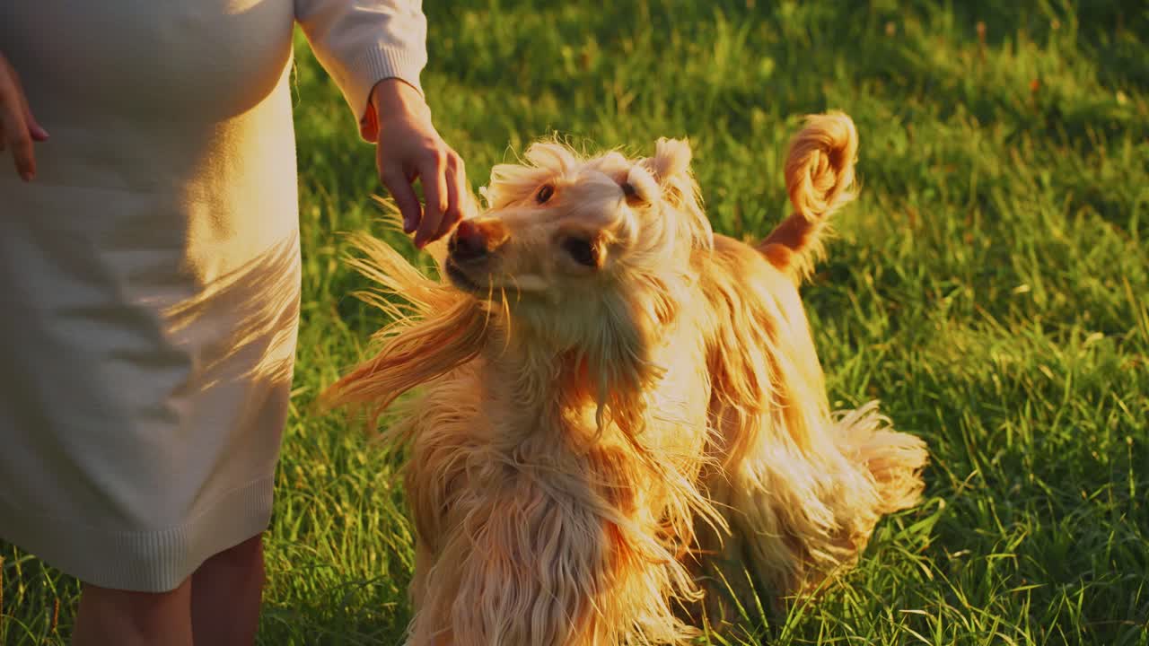 Afghan Hound Running in a Field at Sunset
