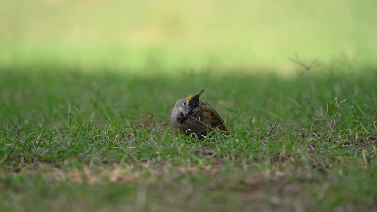 아름다운 노란색 카디널 이 땅 에 있는 씨 ⁇  을 먹고 있는 느린 동작 비디오