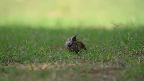 video en cámara lenta de un hermoso cardenal amarillo alimentándose de semillas en el suelo