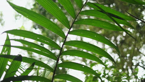 Slow tilt up on jungle palm tree with green leaves