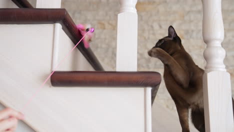 funny cat on stairs. brown burmese kitten looking on a toy feather and trying to catch it. shorthair cat playing in the house.