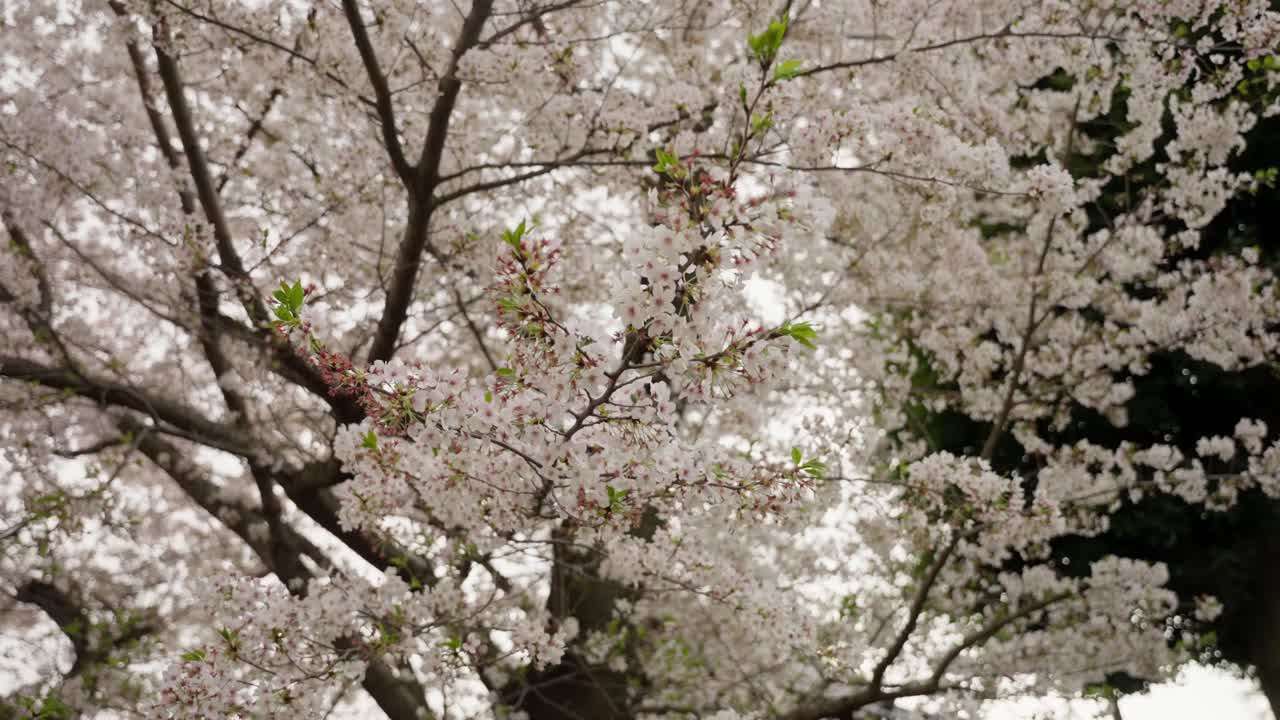 Sakura Tree in Full Bloom | Cherry Blossom Season in Japan | 24fps, Real time speed