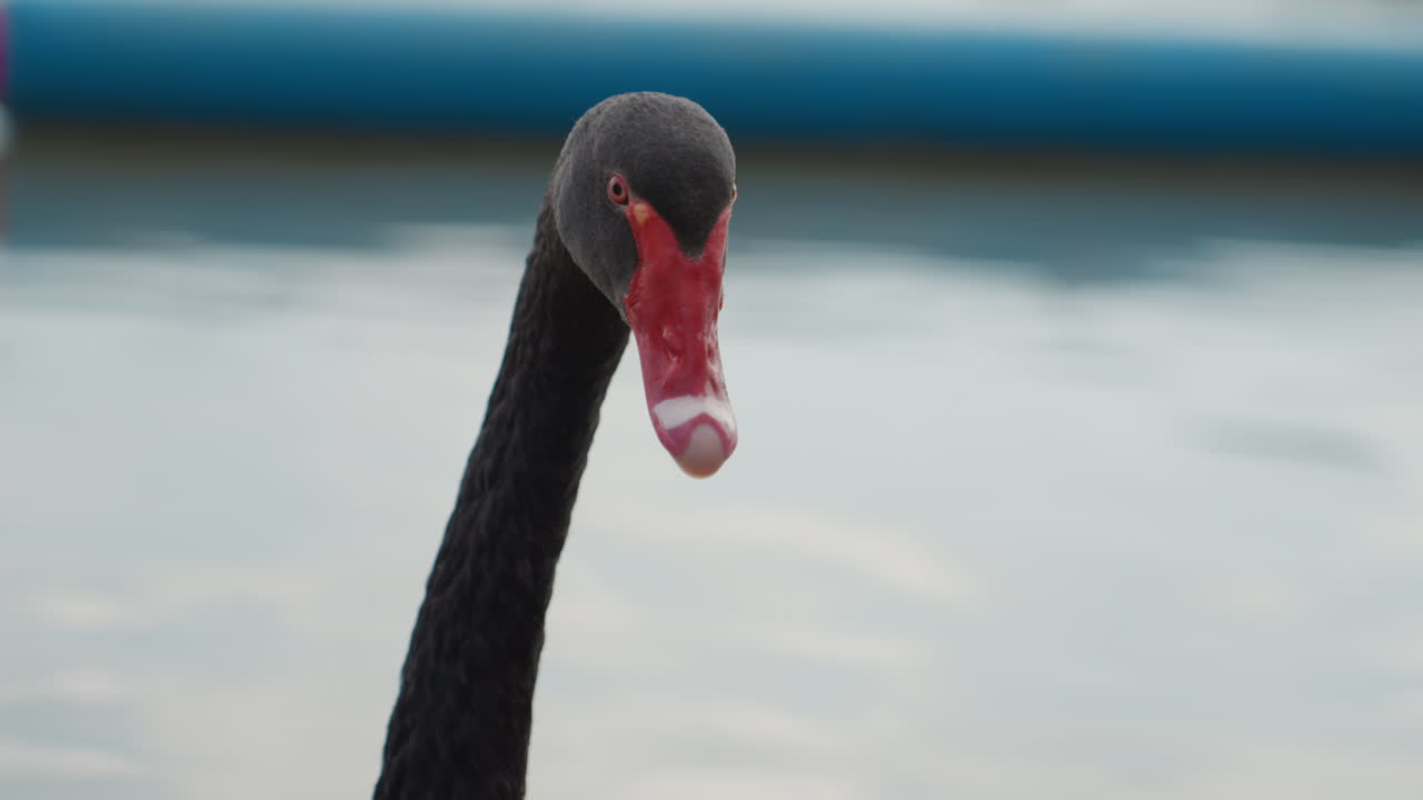 Black swan with vibrant red beak detailed. Intimate view of black swan with textured feathers. Detailed closeup image capturing black swan with bright red beak and textured feathers