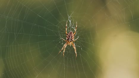 araña en su red