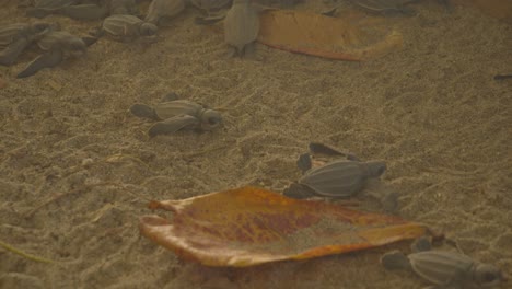 Baby-sea-turtles-enjoying-the-enclosure-before-they-are-released-into-the-ocean