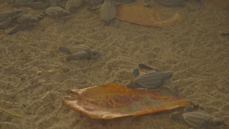 tortugas marinas bebés disfrutando del recinto antes de ser liberadas en el océano