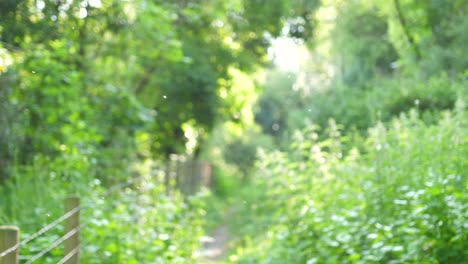 concéntrese en los insectos que vuelan bajo el sol y luego concéntrese en el bosque y el camino que conduce a los árboles y la maleza con un giro hacia abajo
