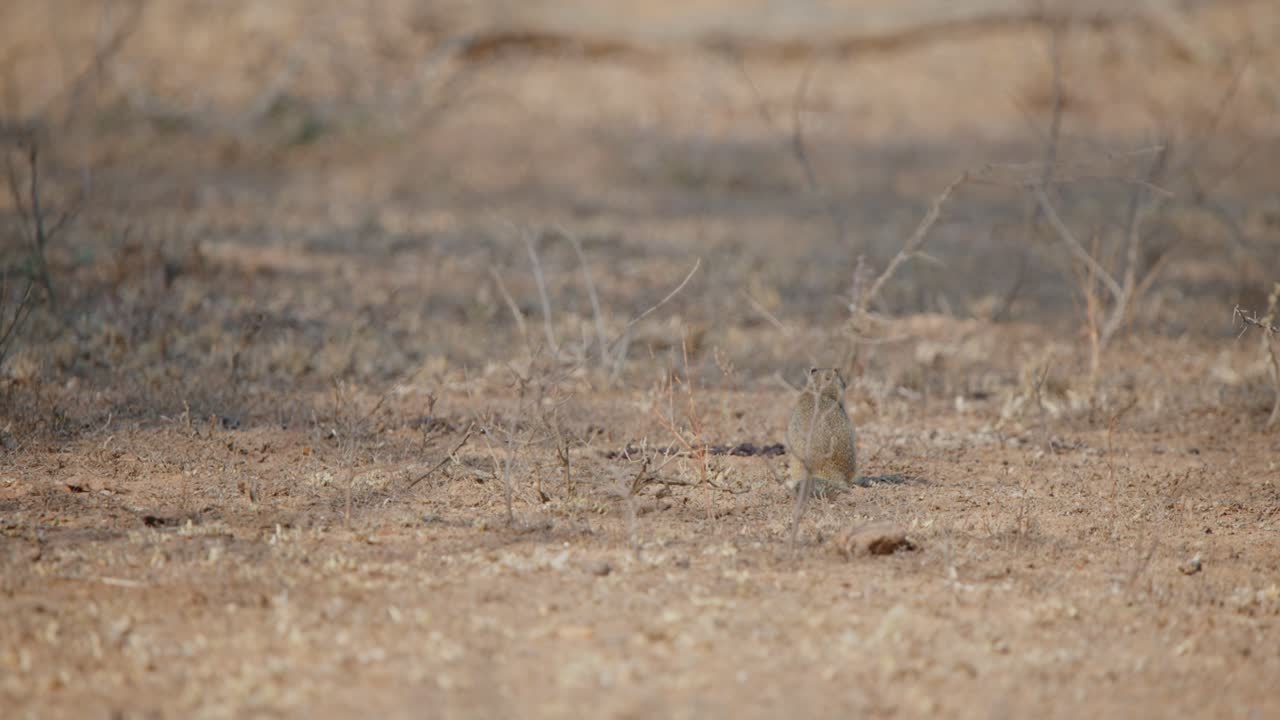 Rearview of ground squirrel nibbling and then looking up, telephoto compression