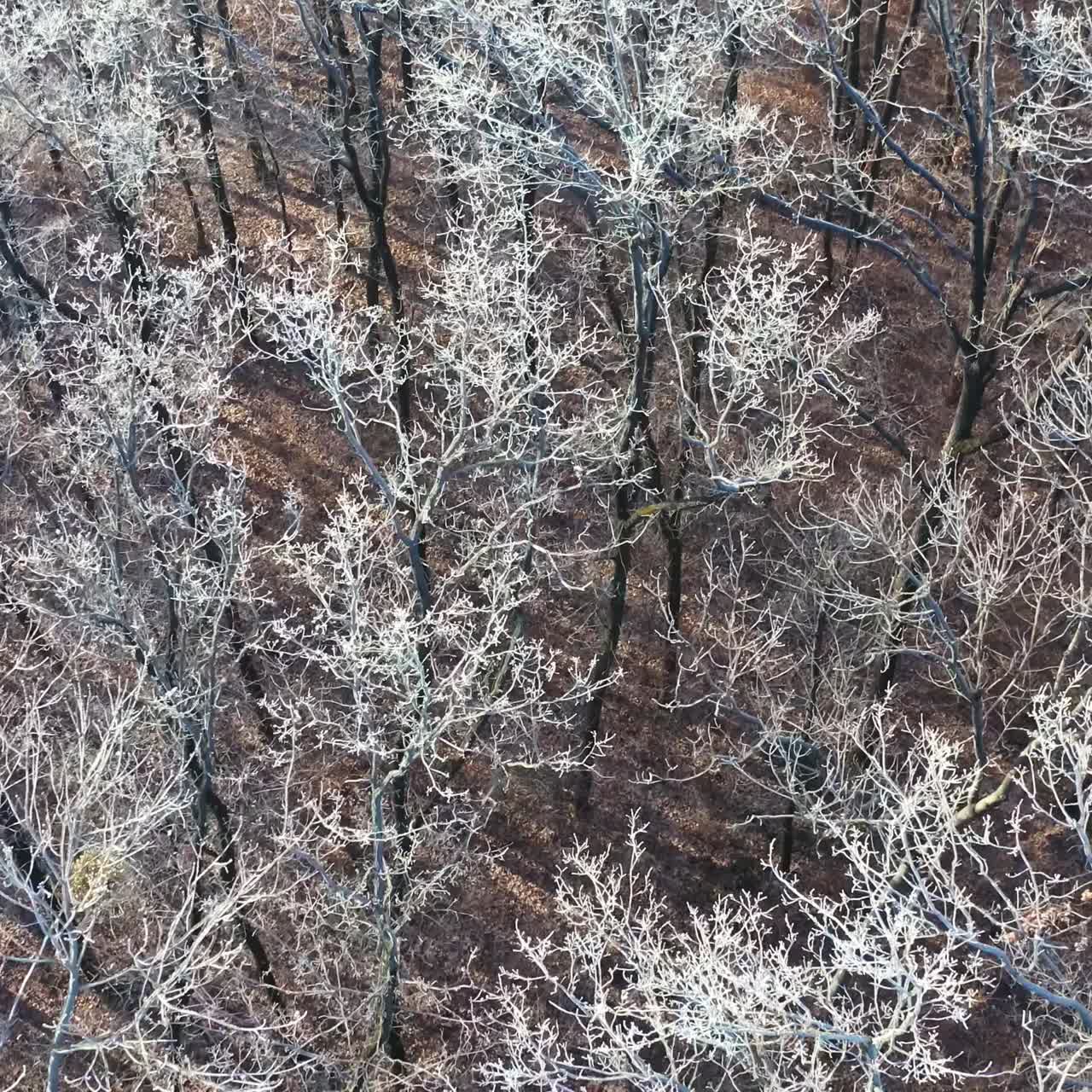 Frozen forest at winter