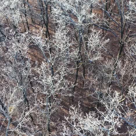 frozen forest at winter