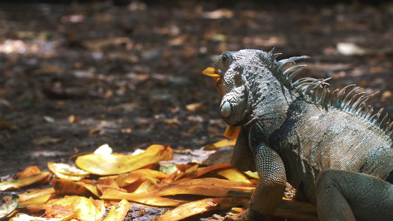 Primo piano, ripresa al rallentatore di una grande iguana che mangia un frutto di mango al parco in Sud America