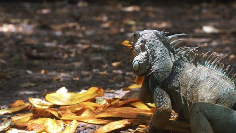 close-up, slow-motion shot of a big iguana eating a mango fruit at the park in south ameirca