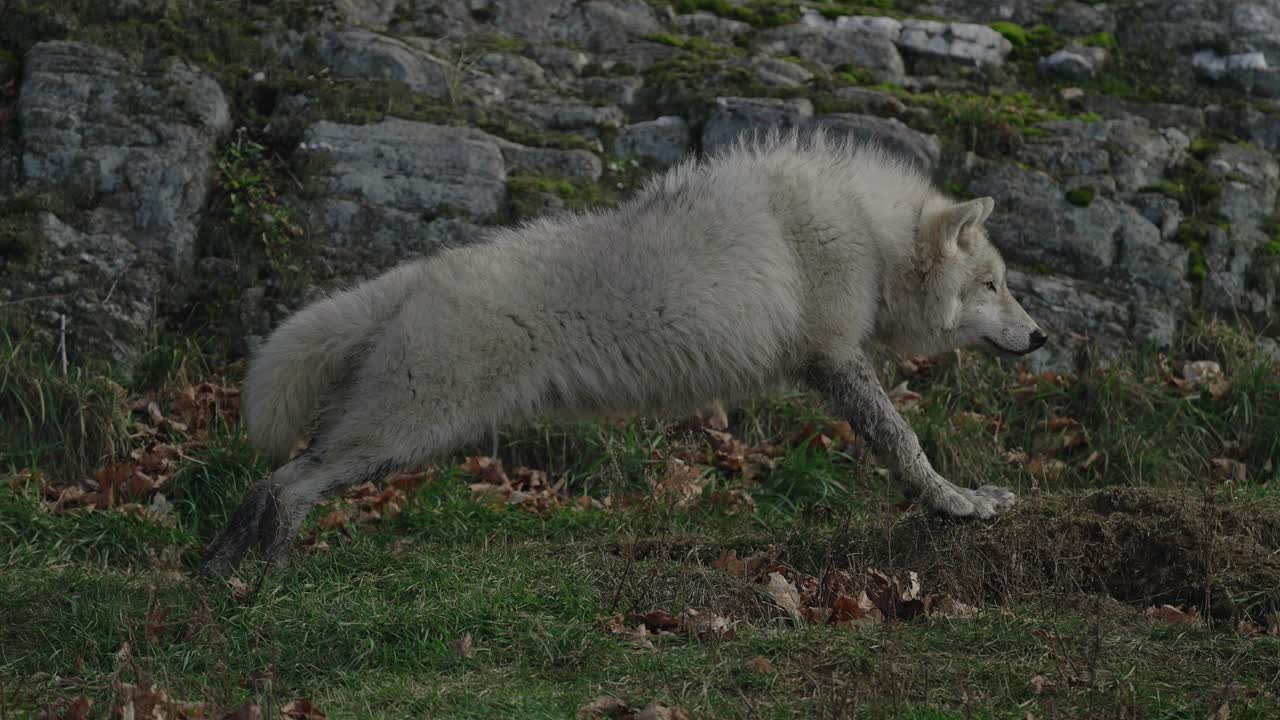 zorro ártico estirando su cuerpo y luego yace en el suelo en parc omega, quebec, canadá