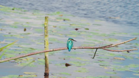 Kingfisher-turns-head-looking-into-water-perched-on-branch-over-idyllic-pond-in-Friesland-Netherlands