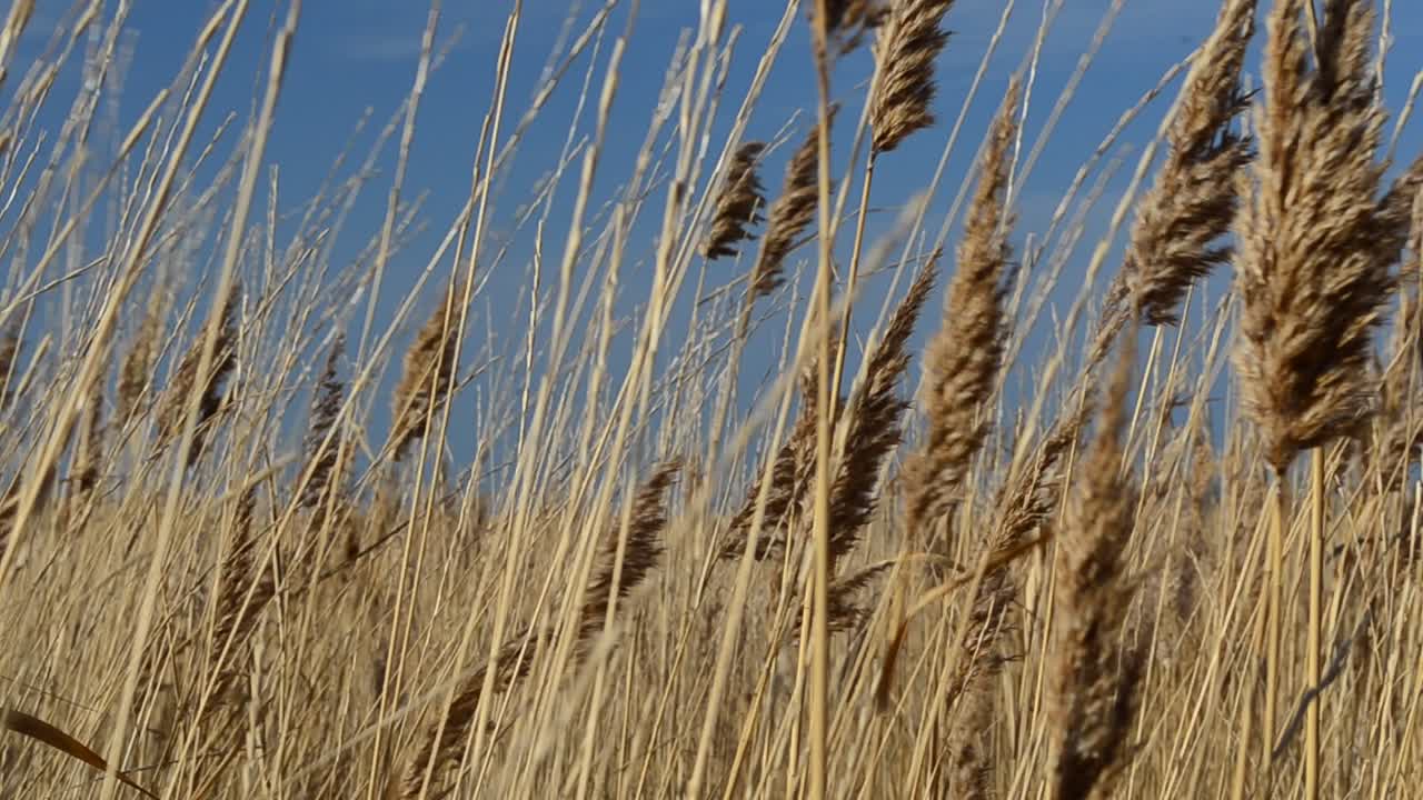 Caña seca. Rodaje por la tarde.