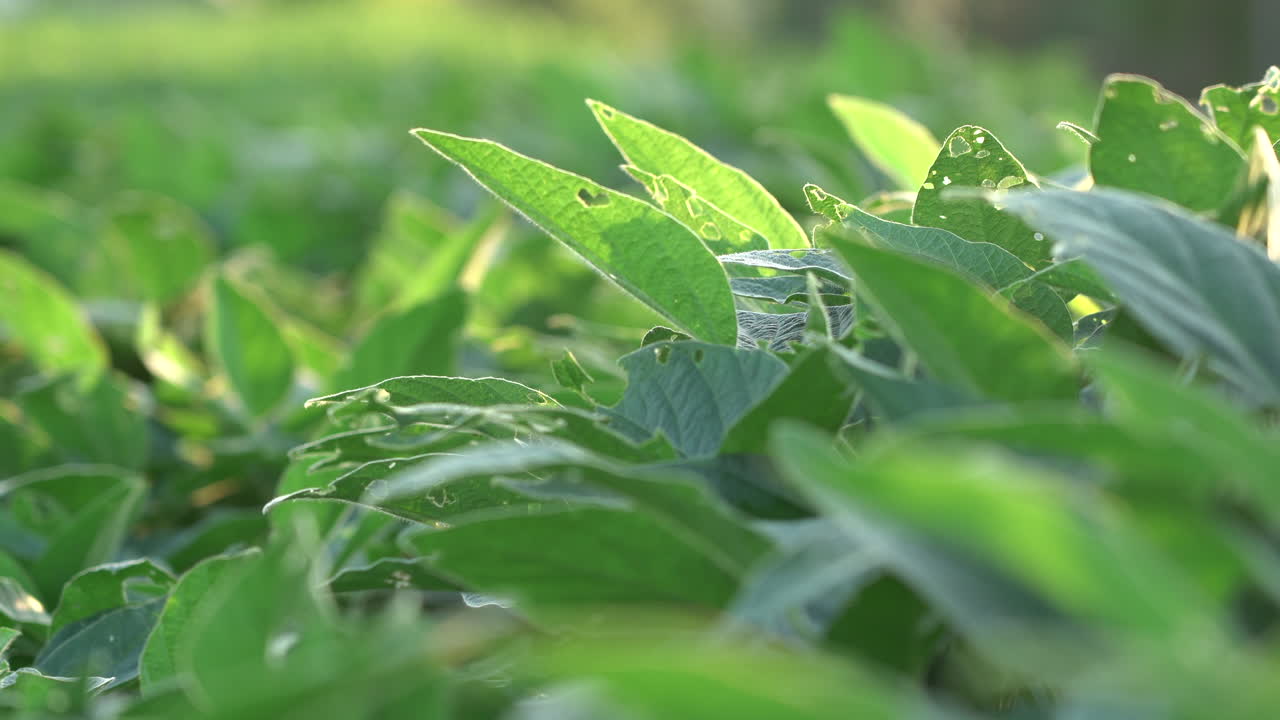 un campo de plantas de soja a la luz del sol vespertino