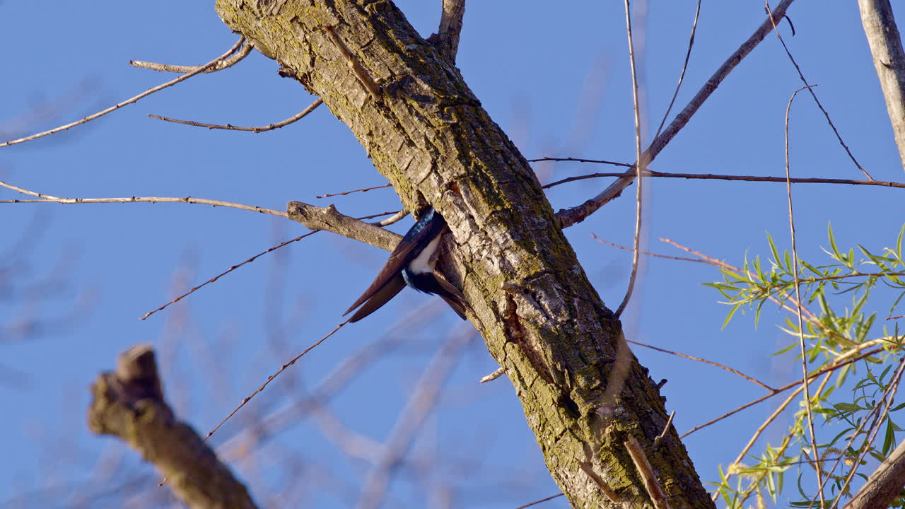 Detailed slow-motion footage of a purple martin filling a nest cavity.