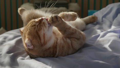 cute ginger cat grooming itself on a bed