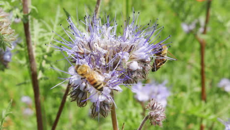 Macro-close-up-couple-of-bees-land-on-big-blossom-flower-in-Greenfield-collecting-nutriment-nectar-polline-for-sweet-honey-productions