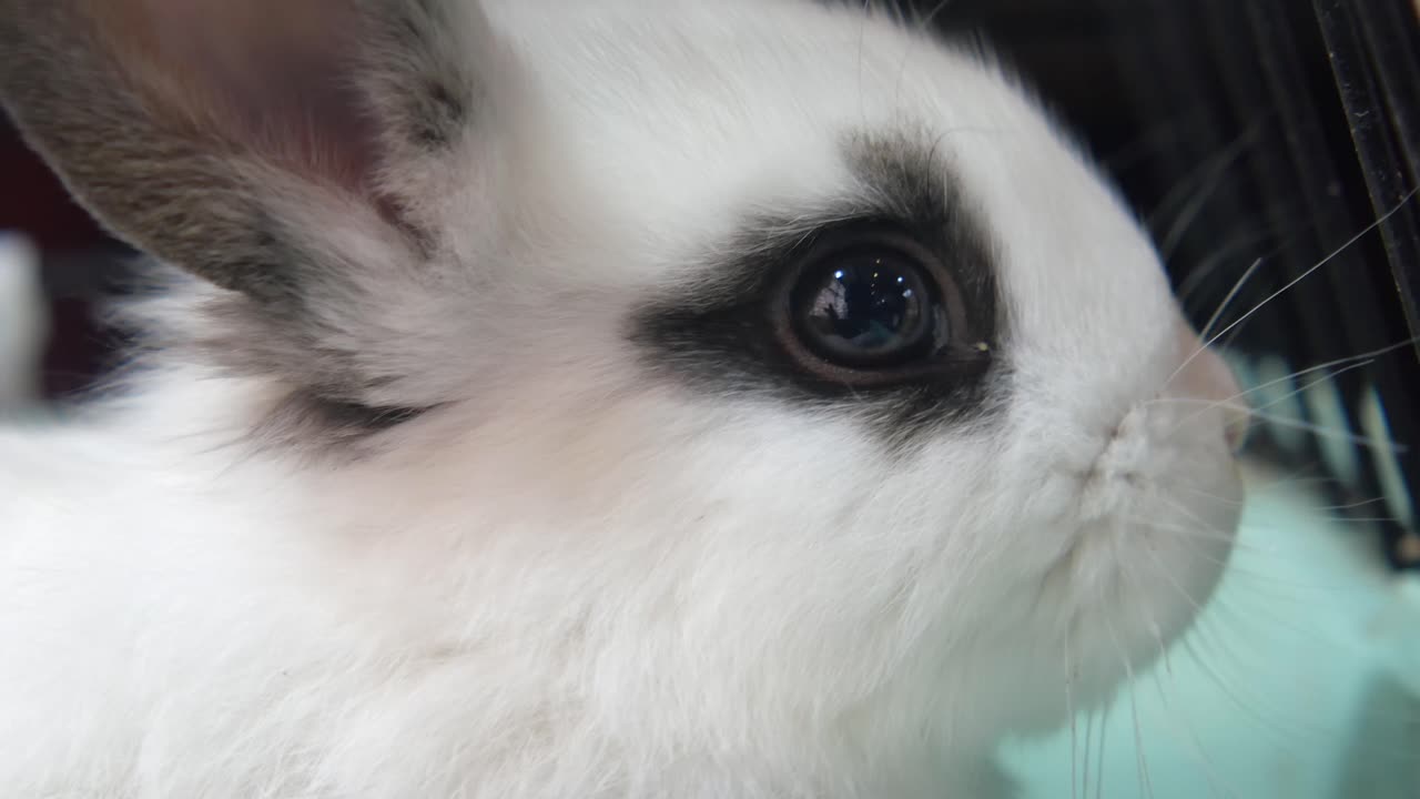 토끼의 클로즈업