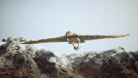 extreme slow motion shot of eagle