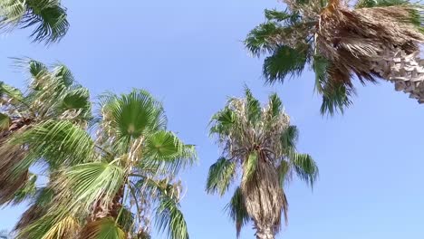 palm washingtononia in the beach