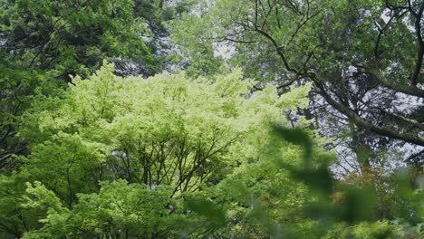 Gimbal-shot-walking-beside-a-tree-with-bright-green-leaves-in-slow-motion