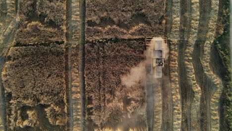 Top-view-of-a-harvester-harvesting-wheat-in-a-field-during-summer,-view-of-an-agricultural-field-in-Pakistan