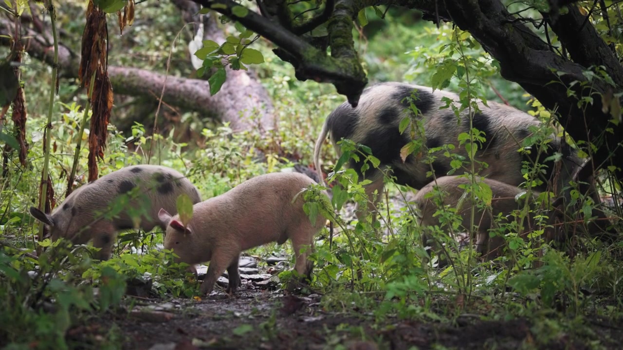 Famiglia di maialini che mangiano nel bosco
