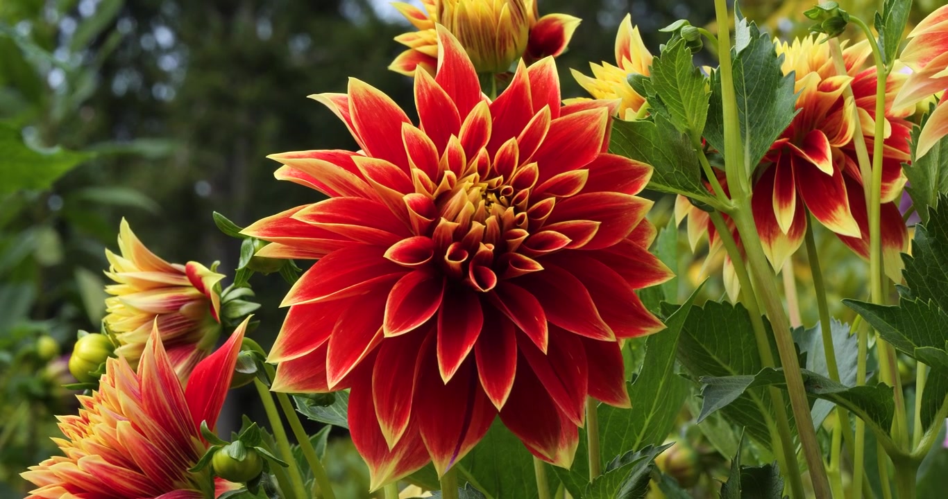 Primo piano di una Dalia Caballero nei Giardini Butchart di Victoria, Columbia Britannica, Canada.