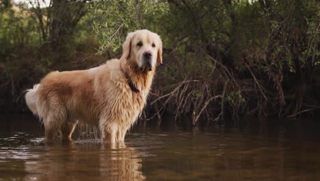 dog on a river during a sunny day