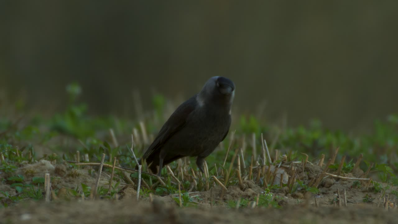 jackdaw corvus monedula está inspeccionando el jardín en hora dorada