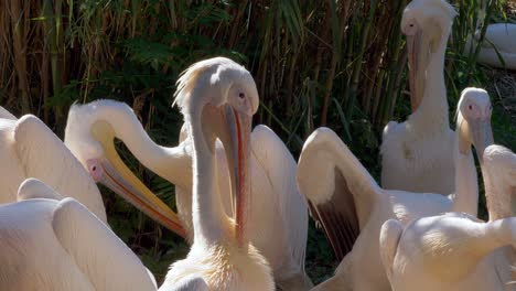 Grupo-De-Hermosos-Pelícanos-Descansando-En-La-Naturaleza-Durante-El-Día-Soleado-Al-Aire-Libre