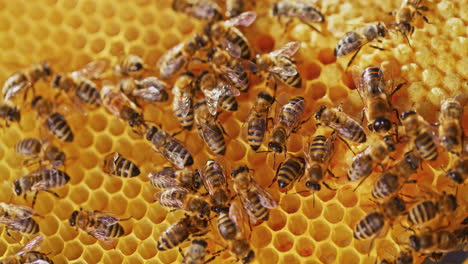 Schöne-Aussicht-Auf-Bienen-Auf-Waben