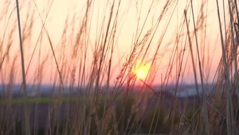 tall glass blows in the wind while the sun sets