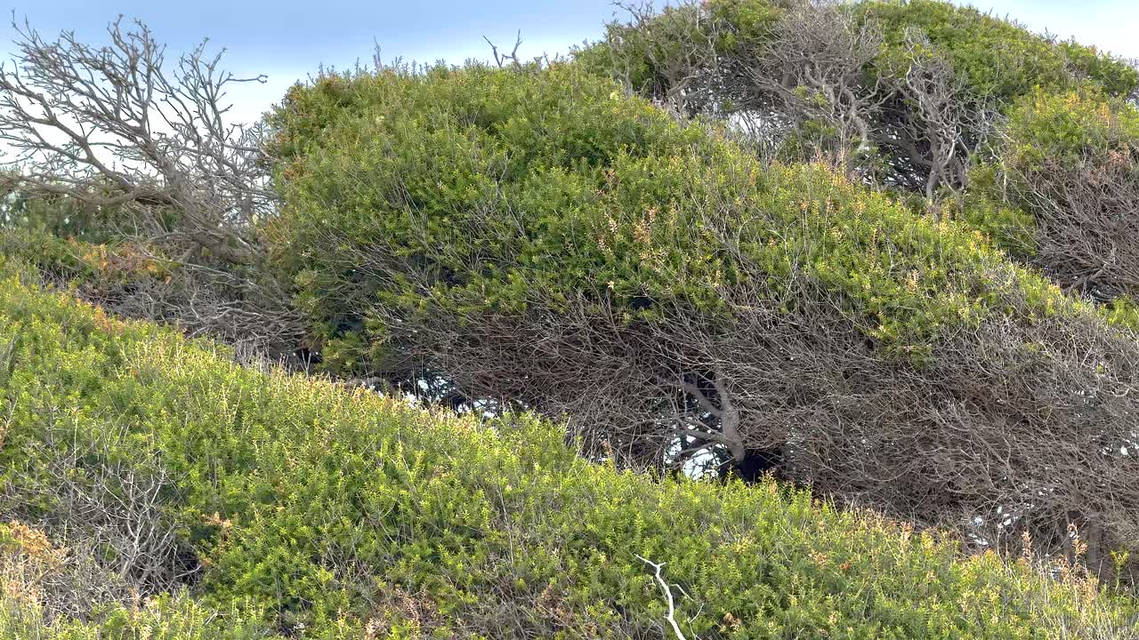 Trees bend in the wind along Great Ocean Road, Australia. Natural lighting highlights the dynamic movement and coastal environment
