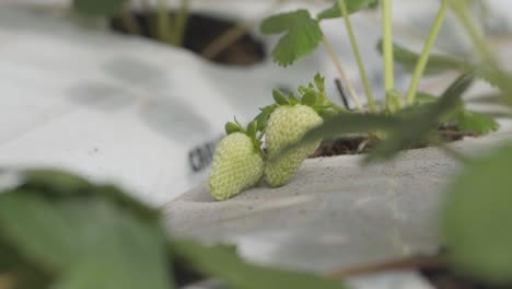 Two-unripe-strawberries-laying-in-a-white-cover-still-hanging-on-the-strawberry-plant