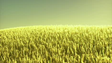 endless golden wheat field basking in the warm glow of a setting sun