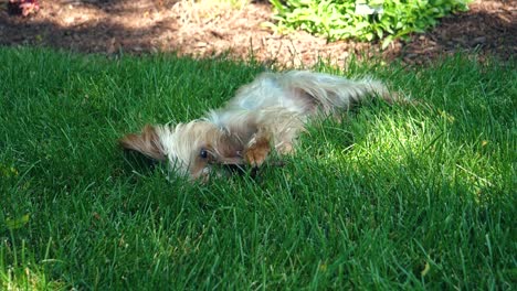 cute yorkie dog playing and licking stick - 180fps slow motion yorkshire terrier puppy